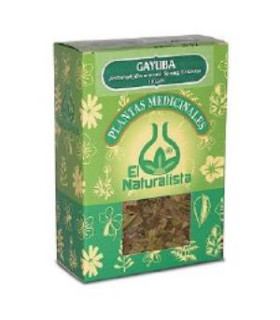 GAYUBA planta 80gr.