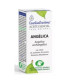 RAIZ DE ANGELICA aceite esencial 5ml.