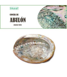 CONCHA DE ABULON 12-14cm 1ud.