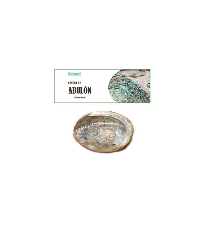 CONCHA DE ABULON 12-14cm 1ud.